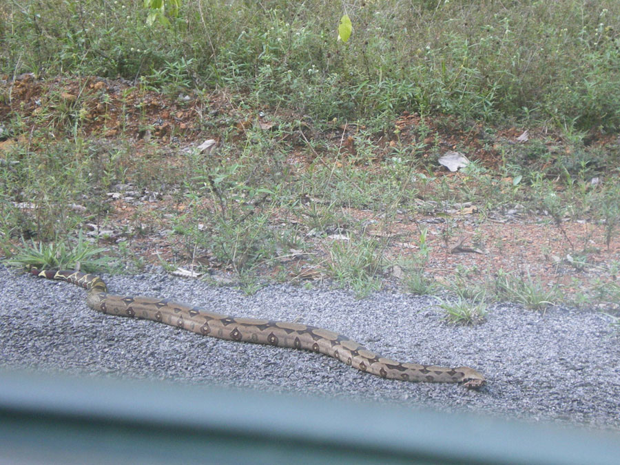 serpent Guyane