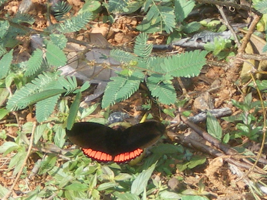 papillon Guyane